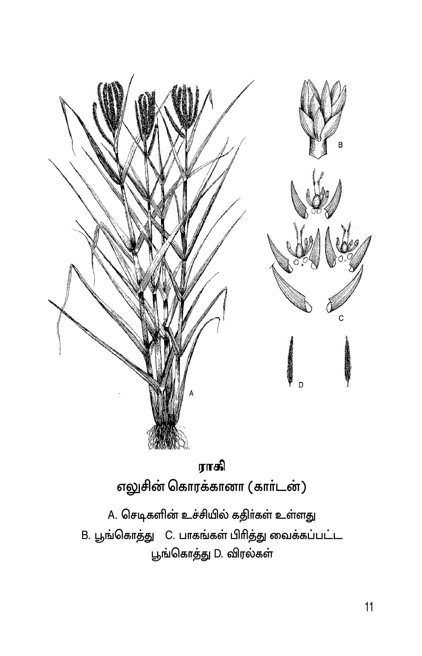 Kuruthaniyangkal — பக்கம் 13
