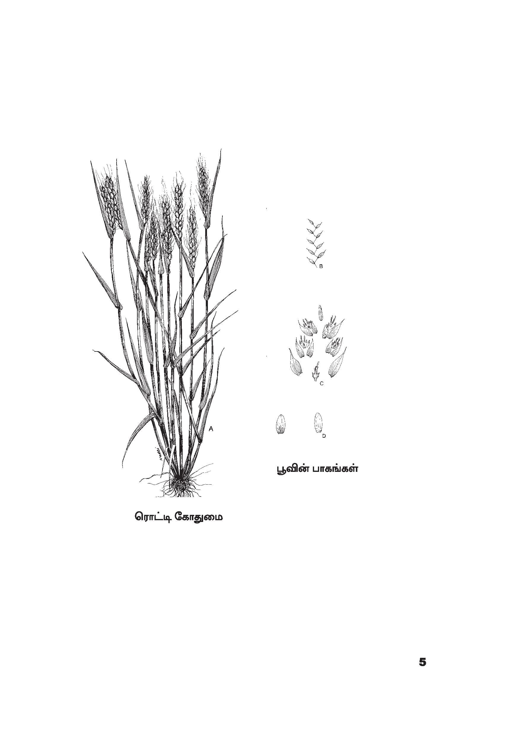 Wheat — பக்கம் 15